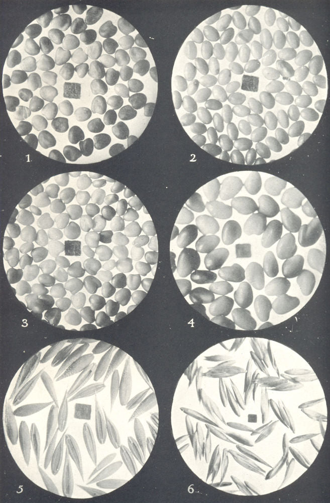 CLOVER SEEDS.Alsike;Yellow;White;Red Grasses;Crested Dog's-tail;Cocksfoot 1912